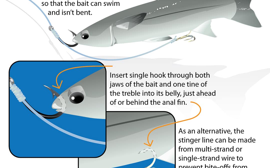 HOW TO rig a live bait with a stinger hook.
