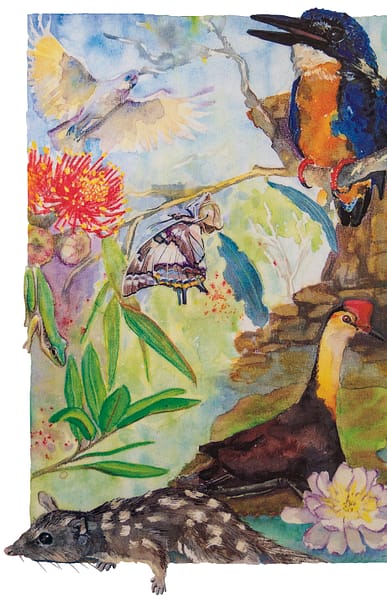 watercolour illustration of a collection of wildlife species for Kakadu, commissioned for a tour brochure. Artwork by Jo Starling copyright 1994