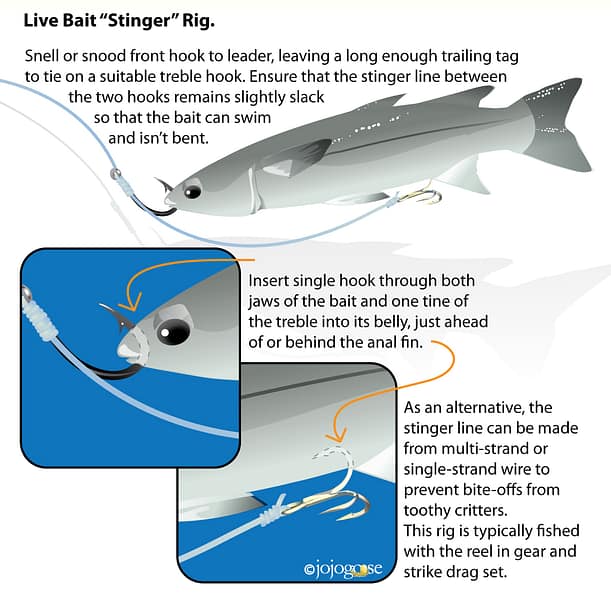 HOW TO rig a live bait with a stinger hook.